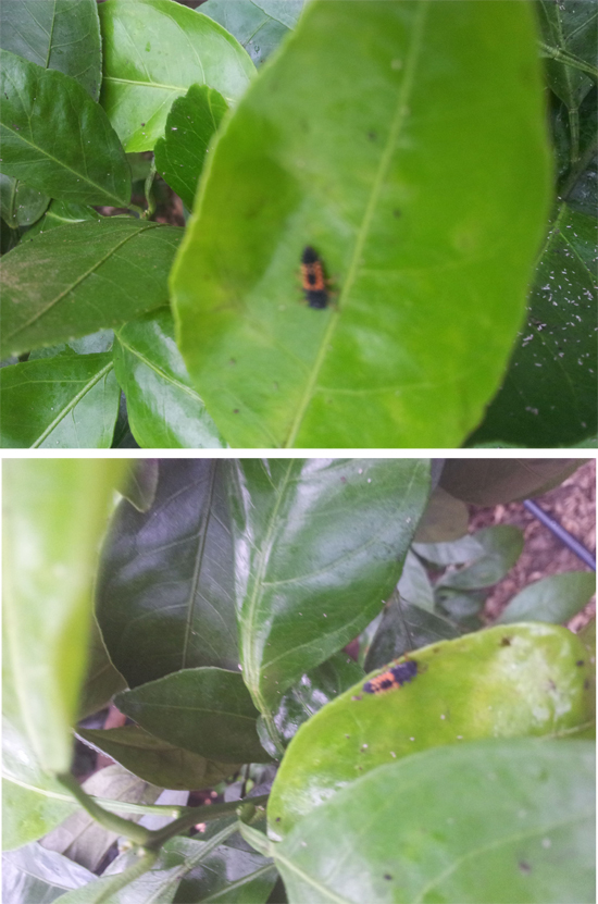 [답변]벌레명 및 방제방법 문의